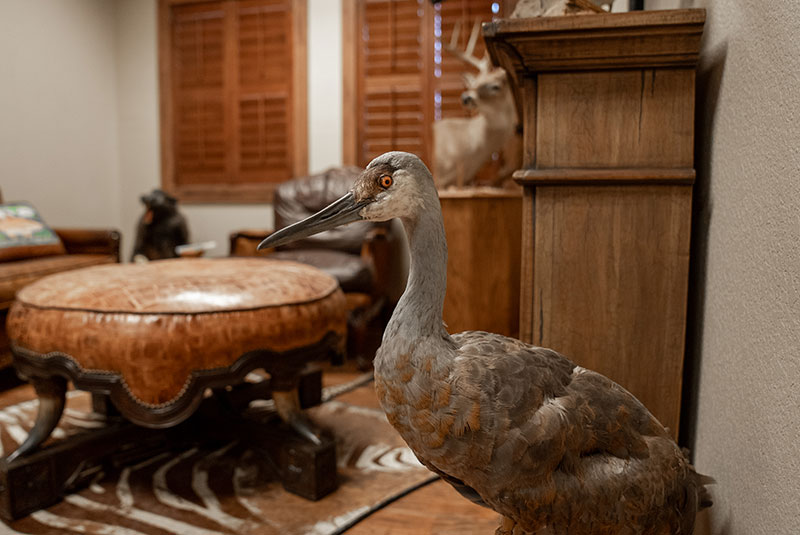 stuffed animal in office bird
