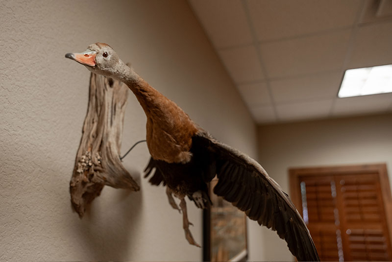 stuffed duck in office