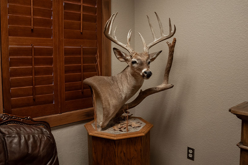 stuffed buck in office head