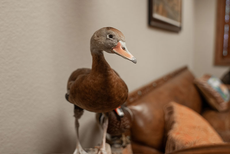 stuffed duck dr thrasher office