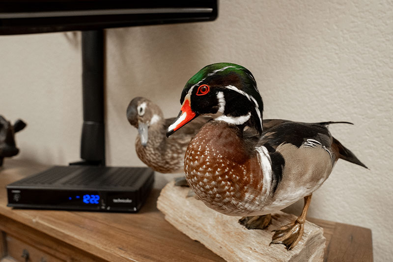 stuffed duck on stand